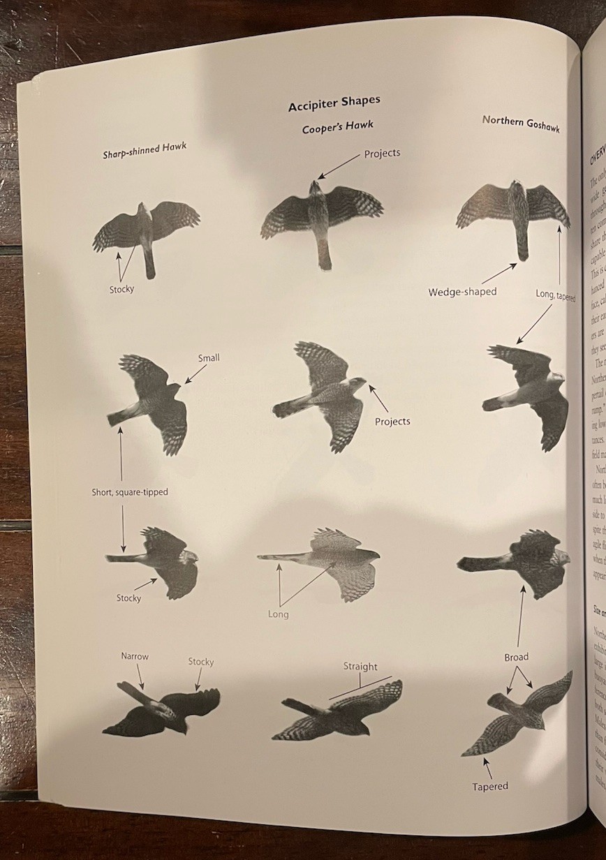 Hawks from Every Angle : How to Identify Raptors in Flight by Jerry Liguori