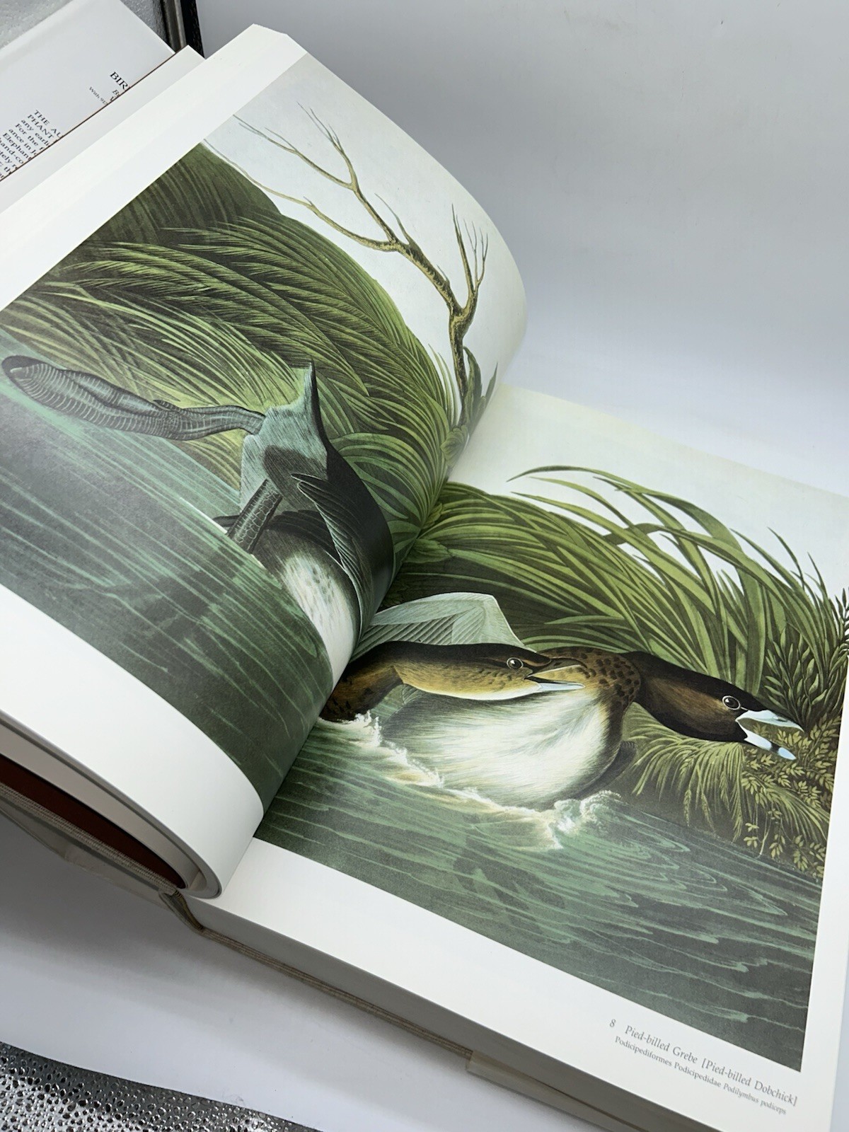 Audubon’s Birds of America Peterson Harrison House Audubon Society 435 Pgs 5B