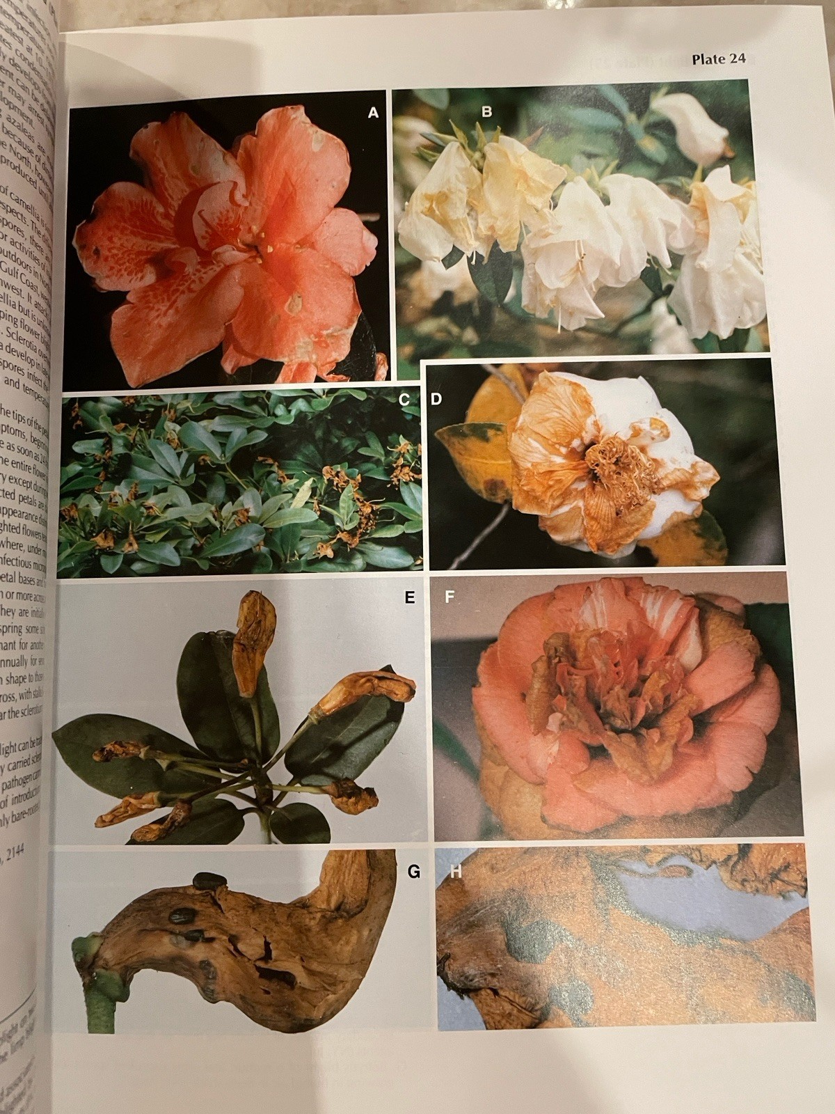 Diseases of Trees And Shrubs By Wayne Sinclair, Howard Lyon, Warren Johnson Book