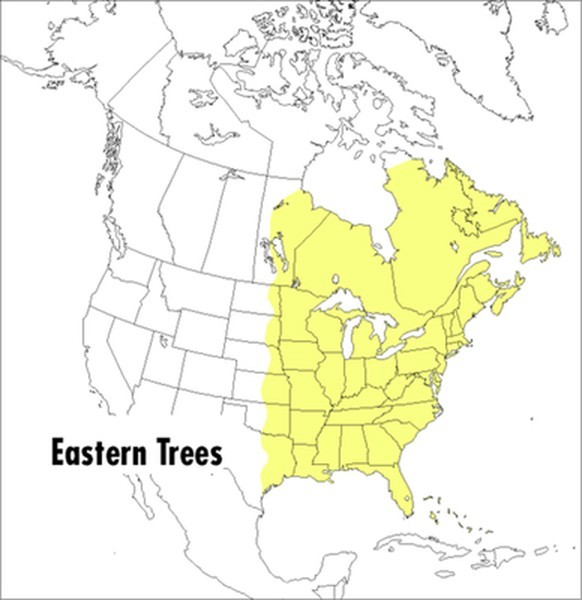 A Peterson Field Guide to Eastern Trees: Eastern United States and Canada, Inclu