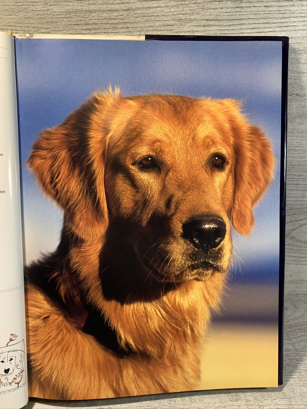 For the Love of Golden Retrievers Hard Cover Book – By Robert Hutchinson