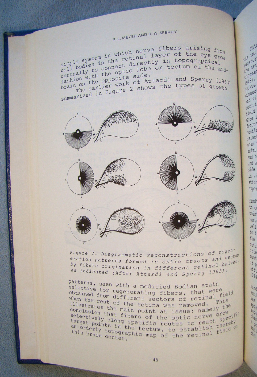 Plasticity And Recovery Of Function In The Central Nervous System ~1974 HC~ Eye