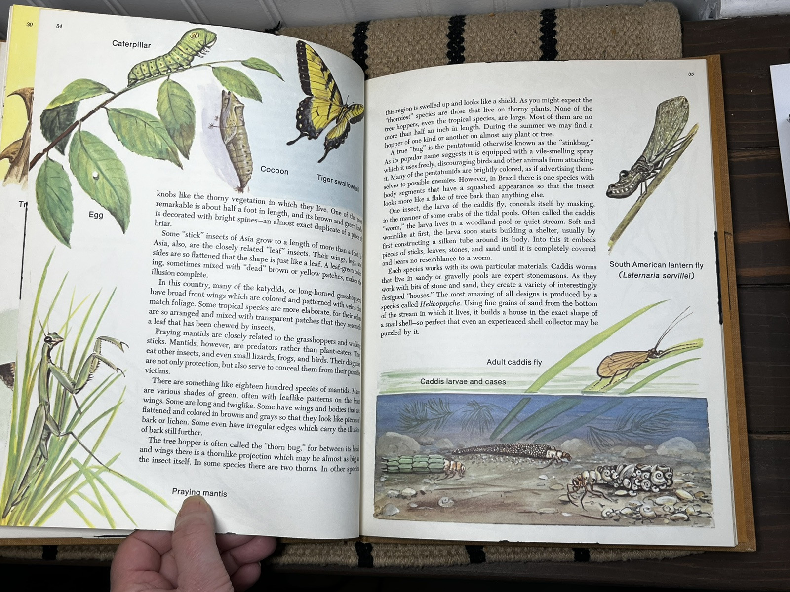 Animal Camouflage, Dorothy Shuttlesworth, illustrated by Matthew Kalmenoff HB XL