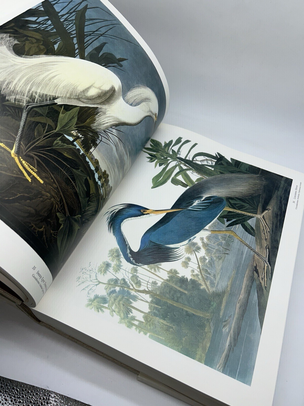 Audubon’s Birds of America Peterson Harrison House Audubon Society 435 Pgs 5B