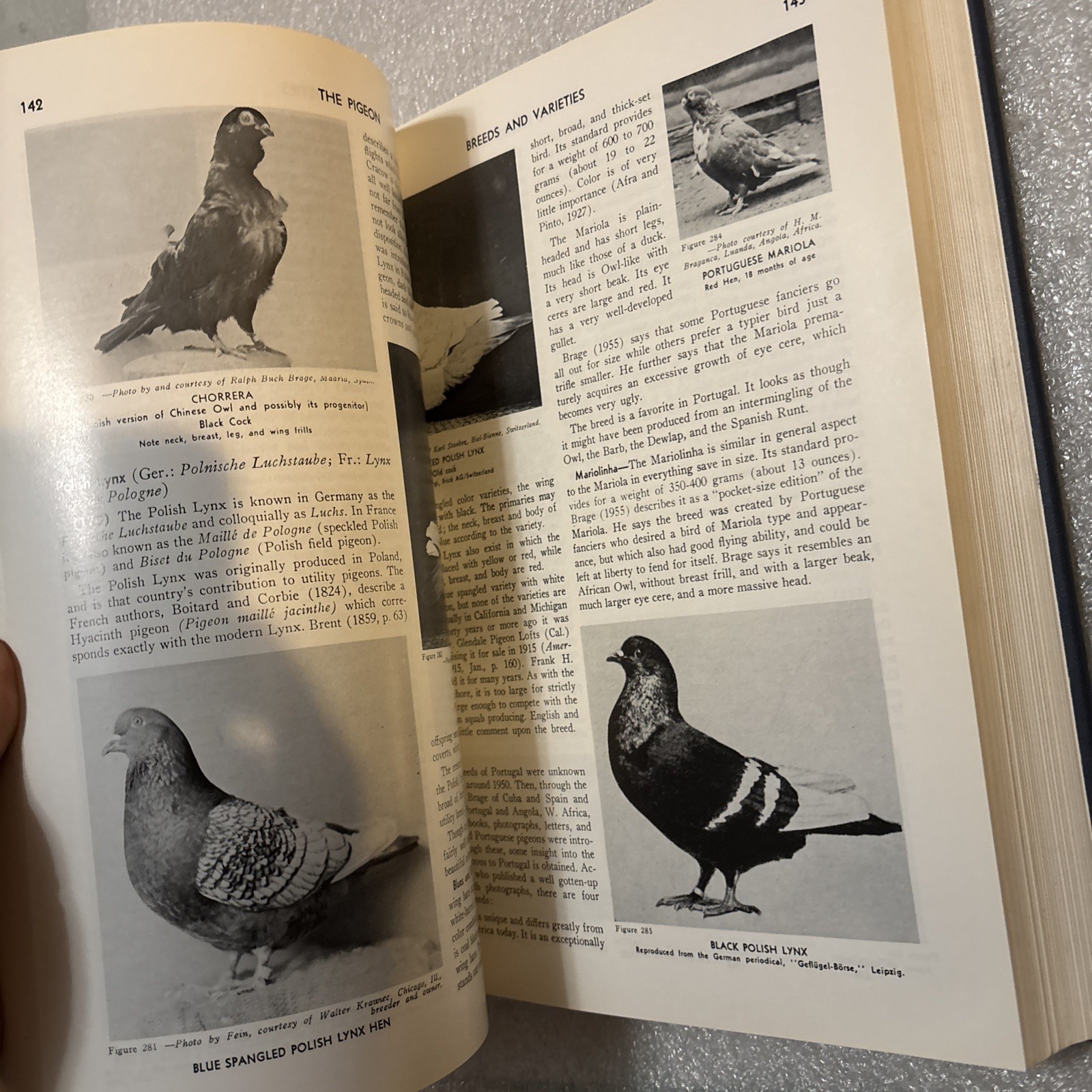 Pigeon by Wendell M. Levi (Hardcover 1998 Reprinted Edition) No DJ
