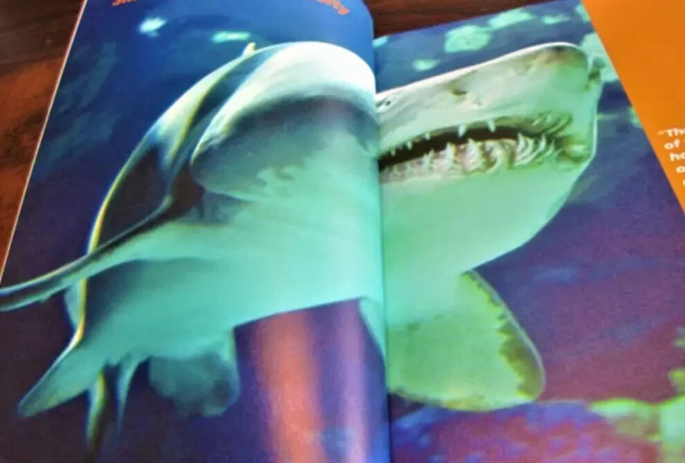 Sharks and Rays : From Fear to Fascination by Loran Wlodarski Paperback 70 Pages