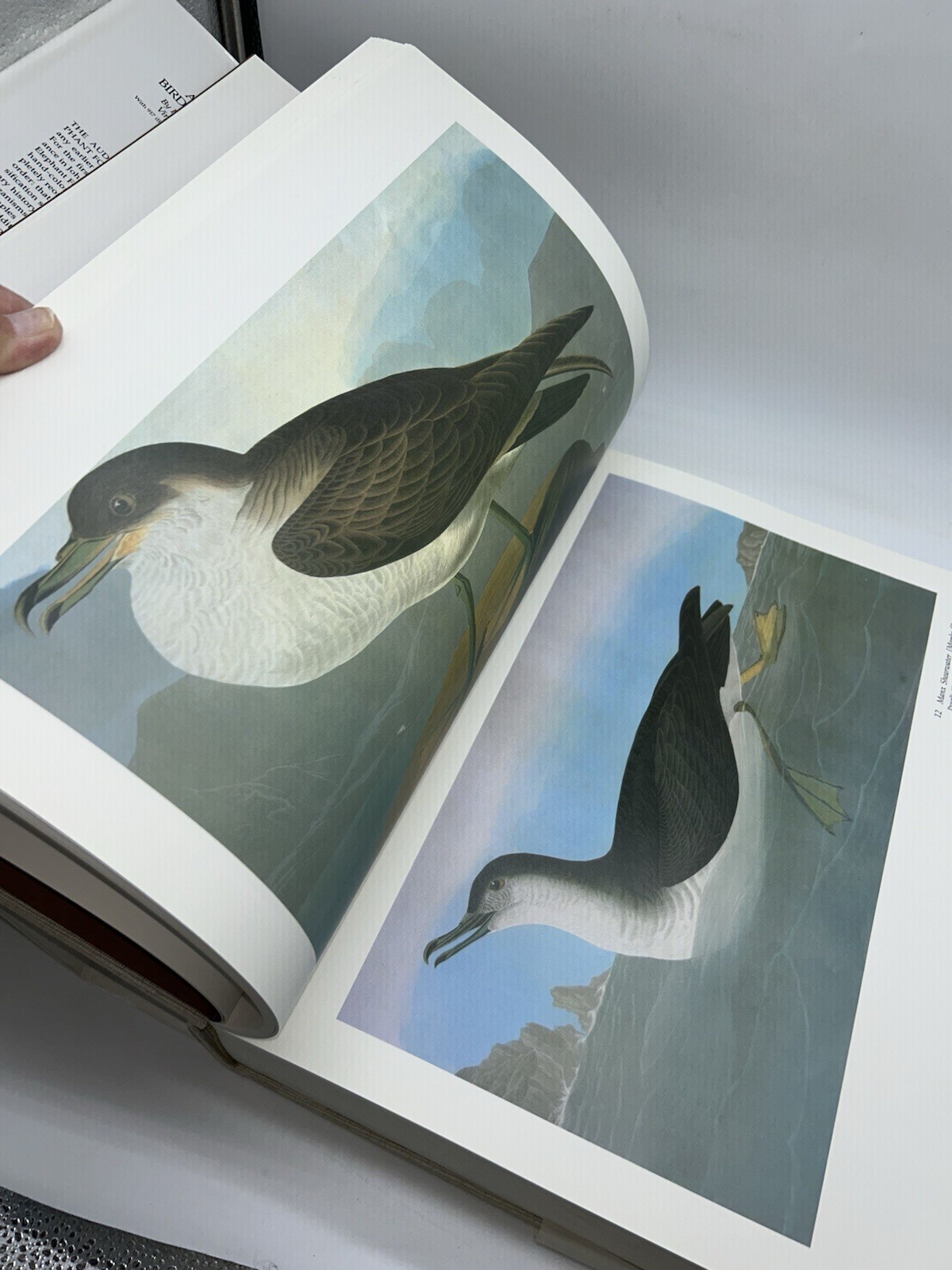 Audubon’s Birds of America Peterson Harrison House Audubon Society 435 Pgs 5B