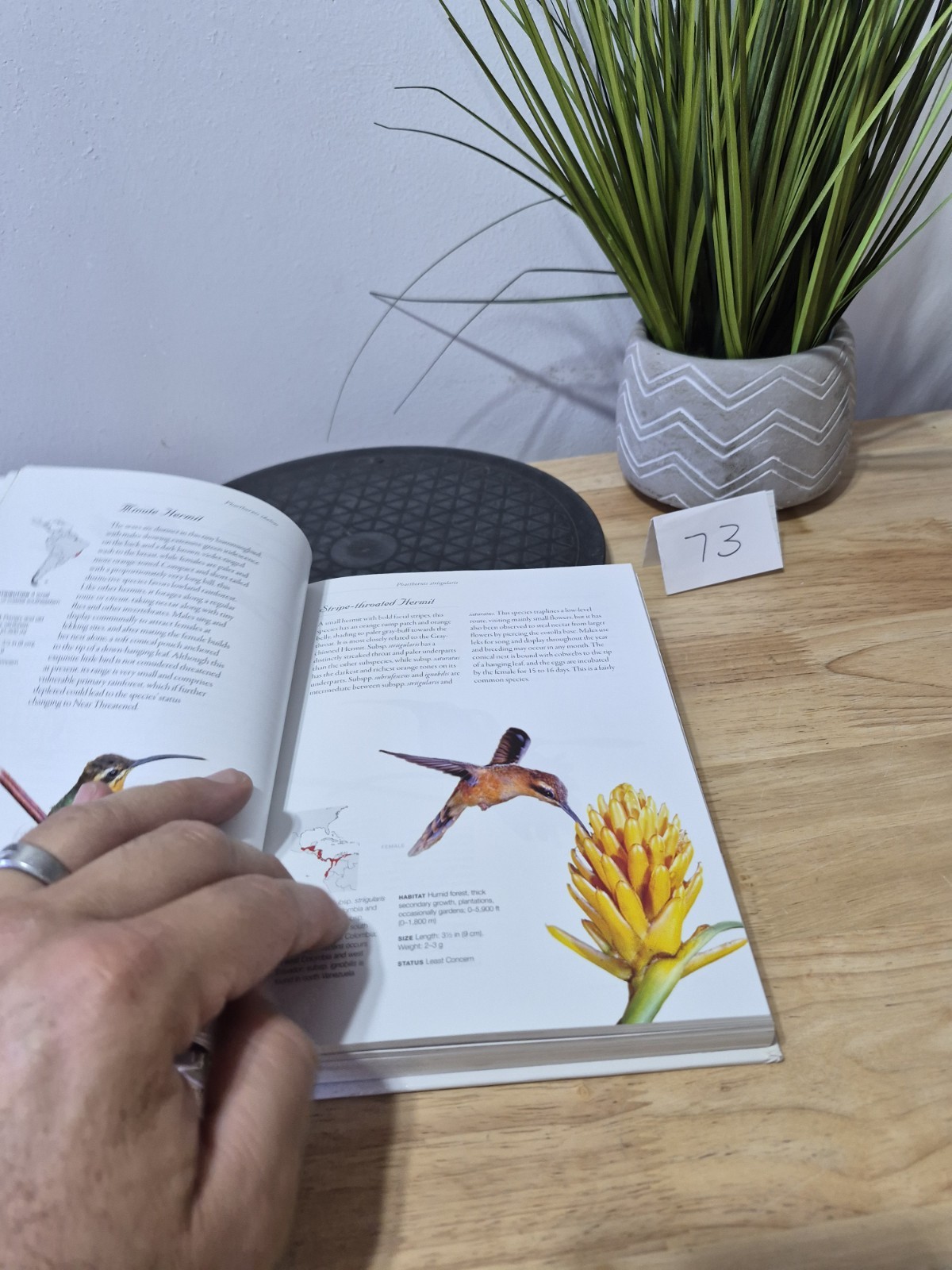 Hummingbirds: A Life-size Guide to Every Species, Fogden, Michael, Taylor, Maria
