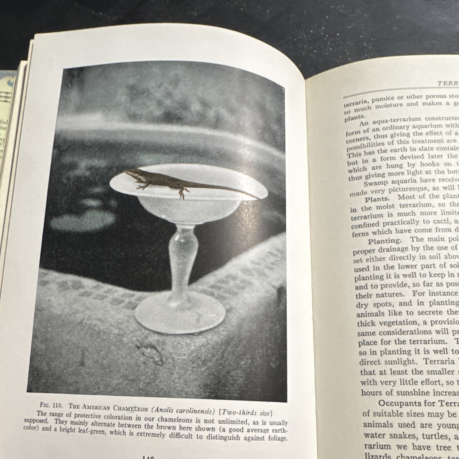 William T. Innes – Goldfish Varieties & Tropical Aquarium Fishes – 1931