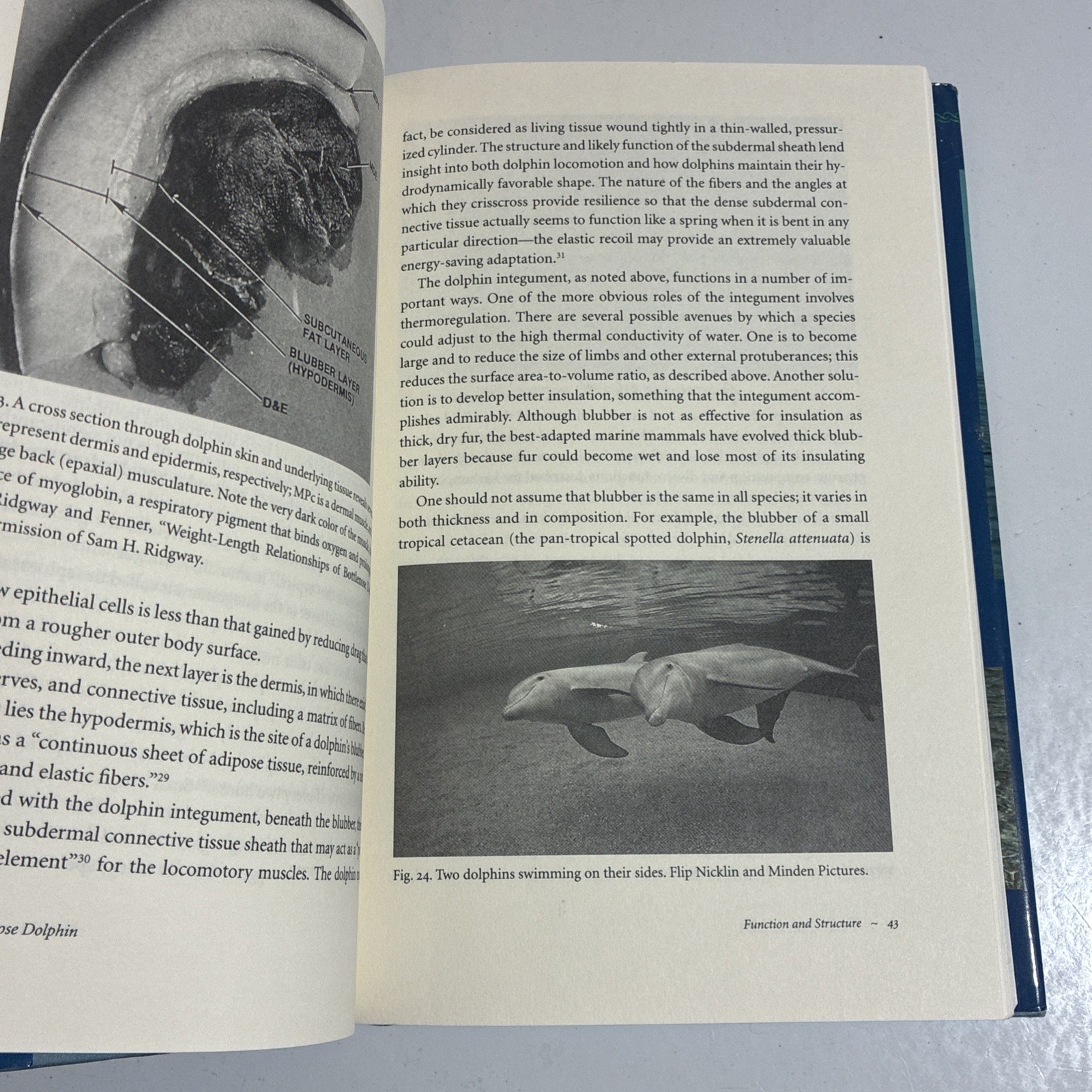 Bottlenose Dolphin Dolphins Book by John Reynolds Marine Biology Cetacean Books