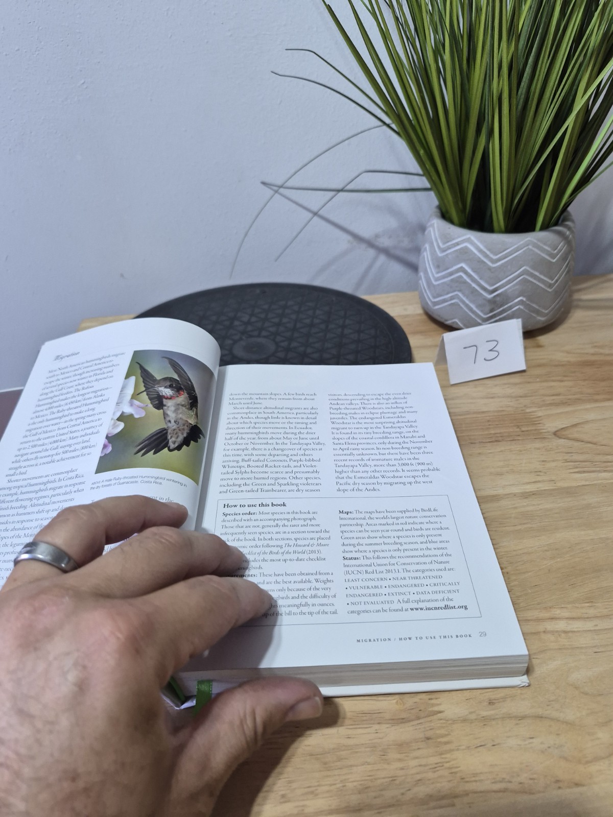 Hummingbirds: A Life-size Guide to Every Species, Fogden, Michael, Taylor, Maria