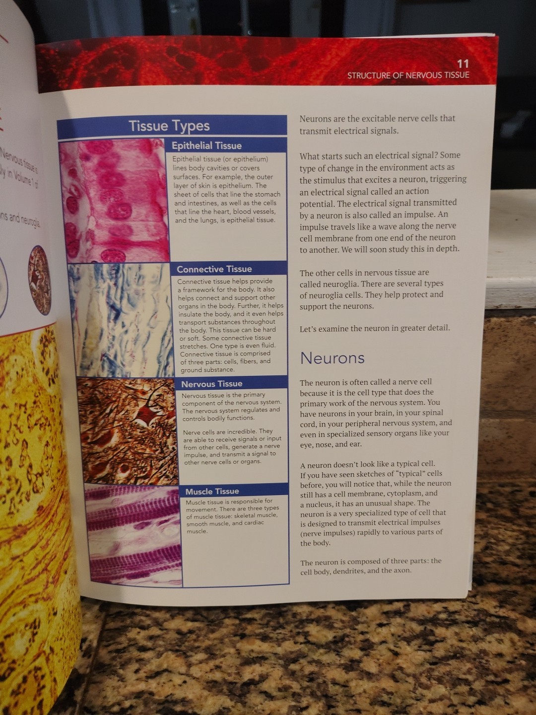 The Nervous System Volume 3 Dr. Tommy Mitchell Master Books