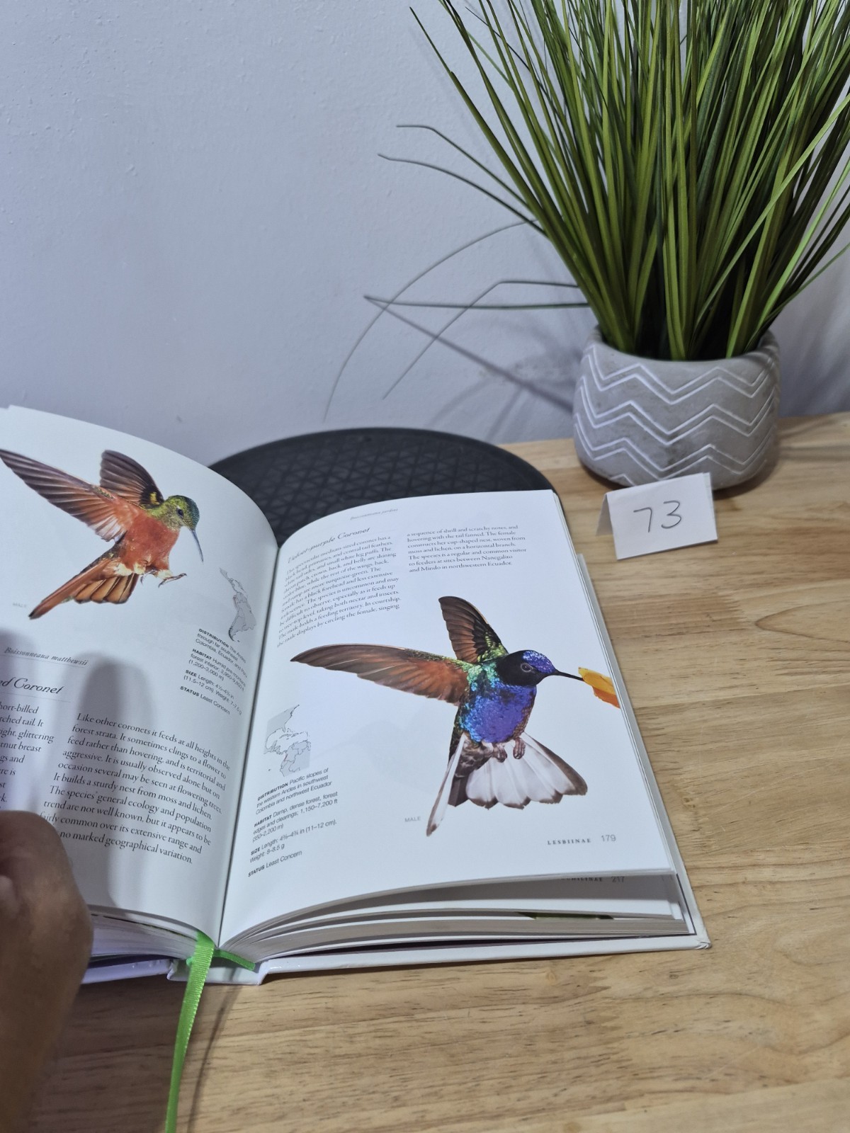 Hummingbirds: A Life-size Guide to Every Species, Fogden, Michael, Taylor, Maria