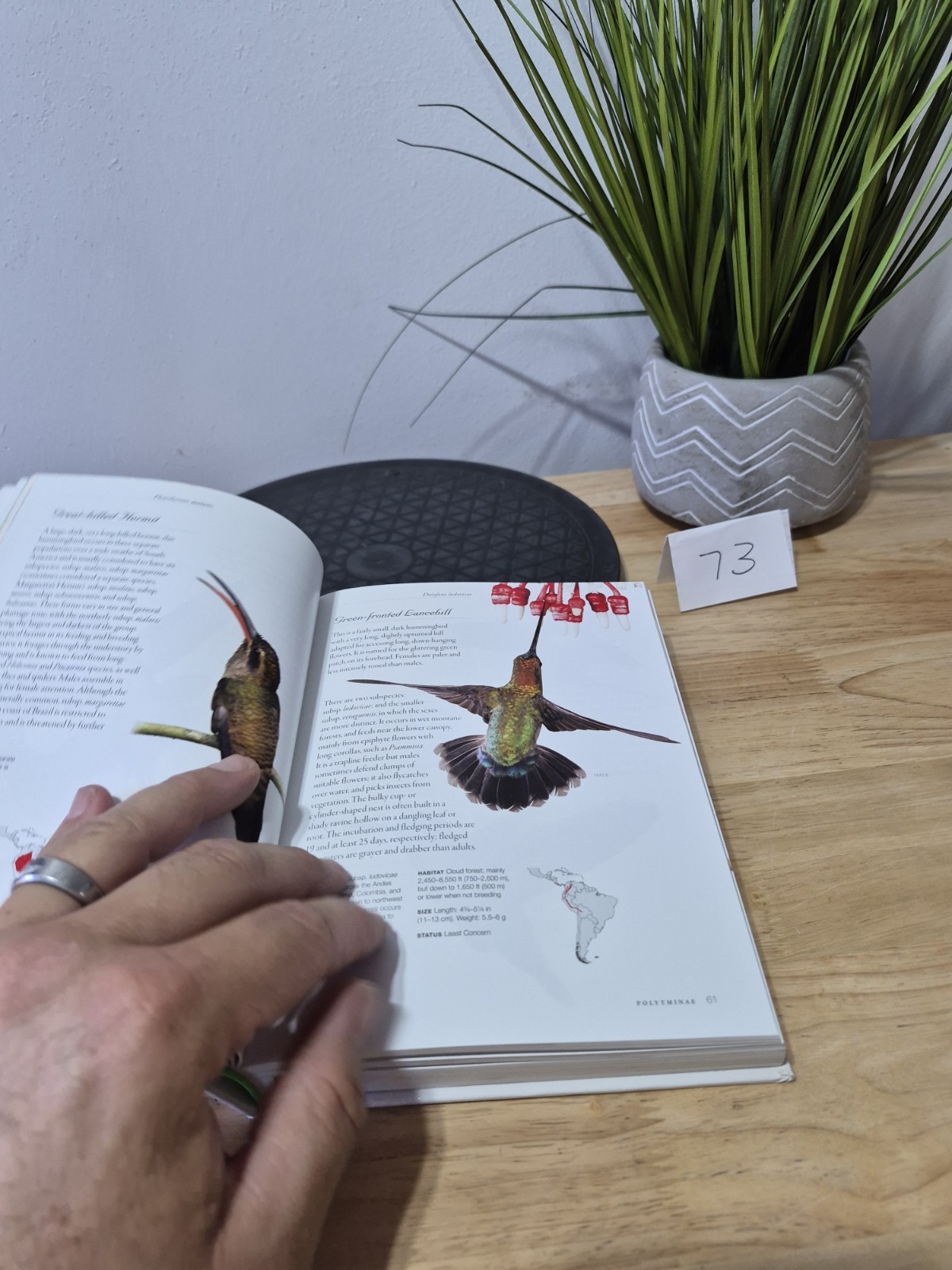 Hummingbirds: A Life-size Guide to Every Species, Fogden, Michael, Taylor, Maria