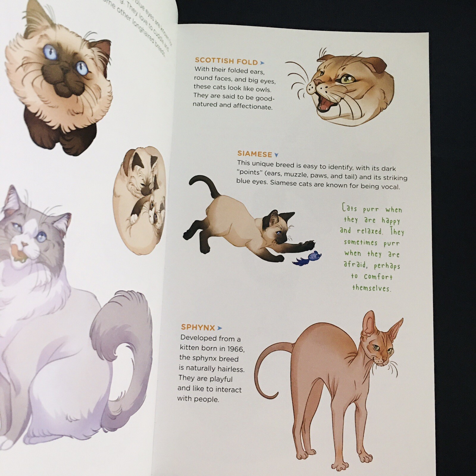 50 Temporary Tattoos Cats and Kittens Cute, Cuddly Animals Tattoo Gift Fun New