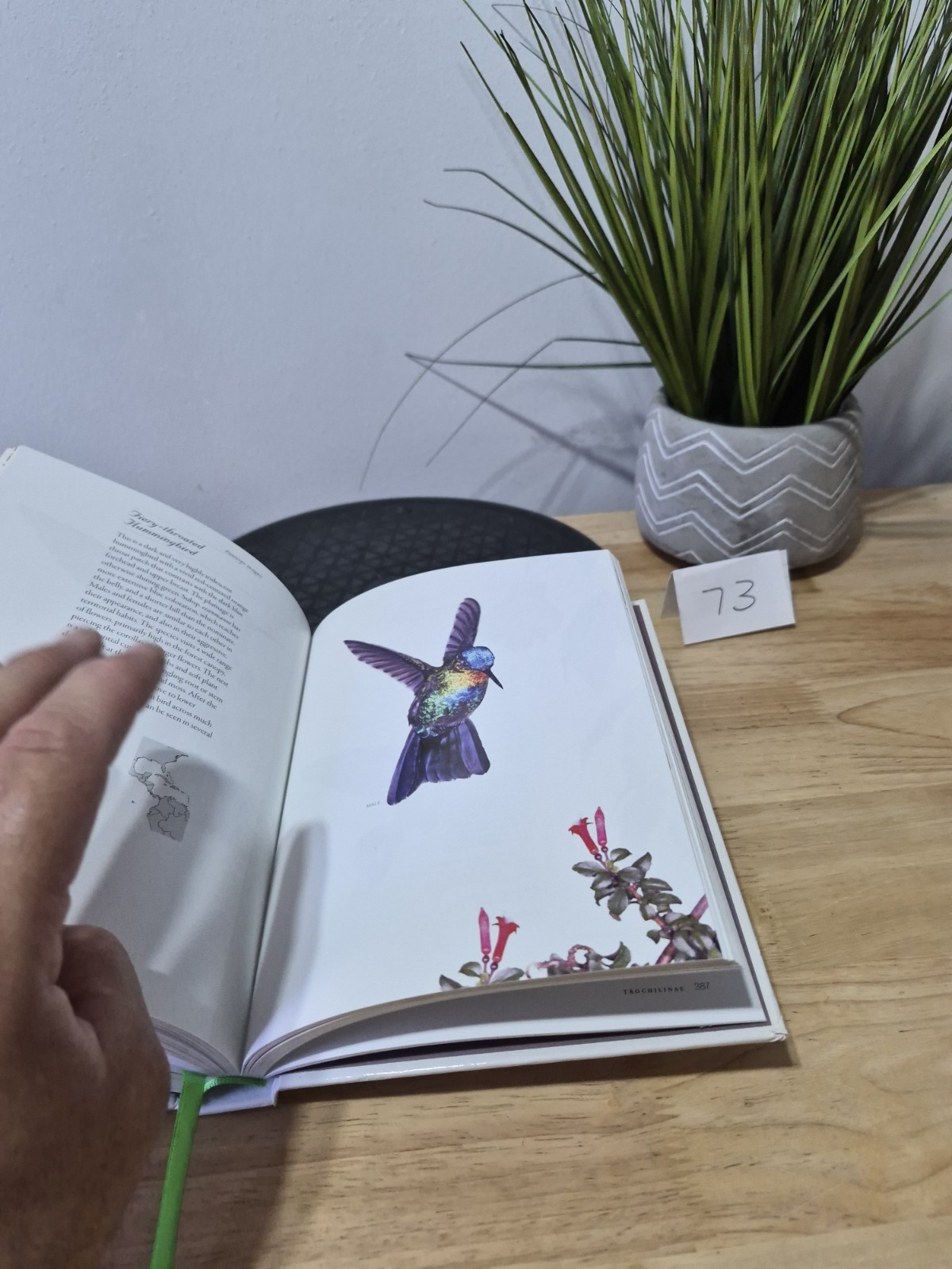 Hummingbirds: A Life-size Guide to Every Species, Fogden, Michael, Taylor, Maria
