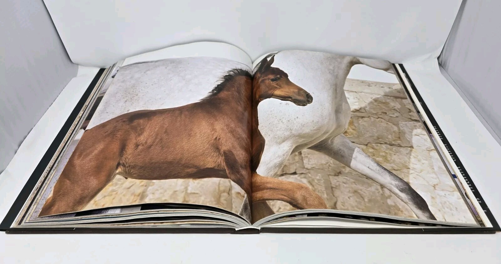Horses of Qatar Legend of Al Shaqab Coffee Table Book Vanessa Von Zitzewitz Read