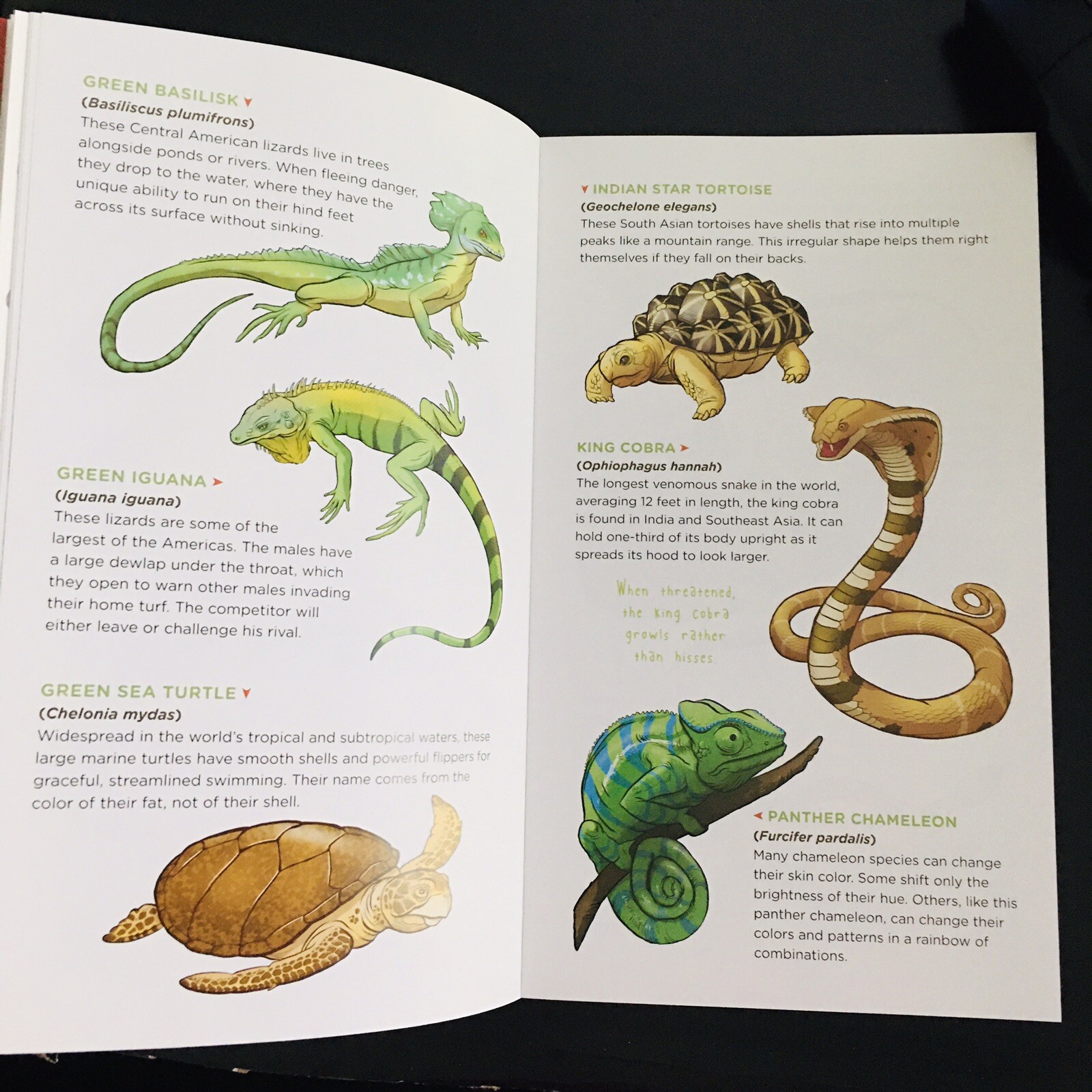 50 Temporary Tattoos Snakes & Reptiles Slithering Scaly Animals Tattoo Gift New