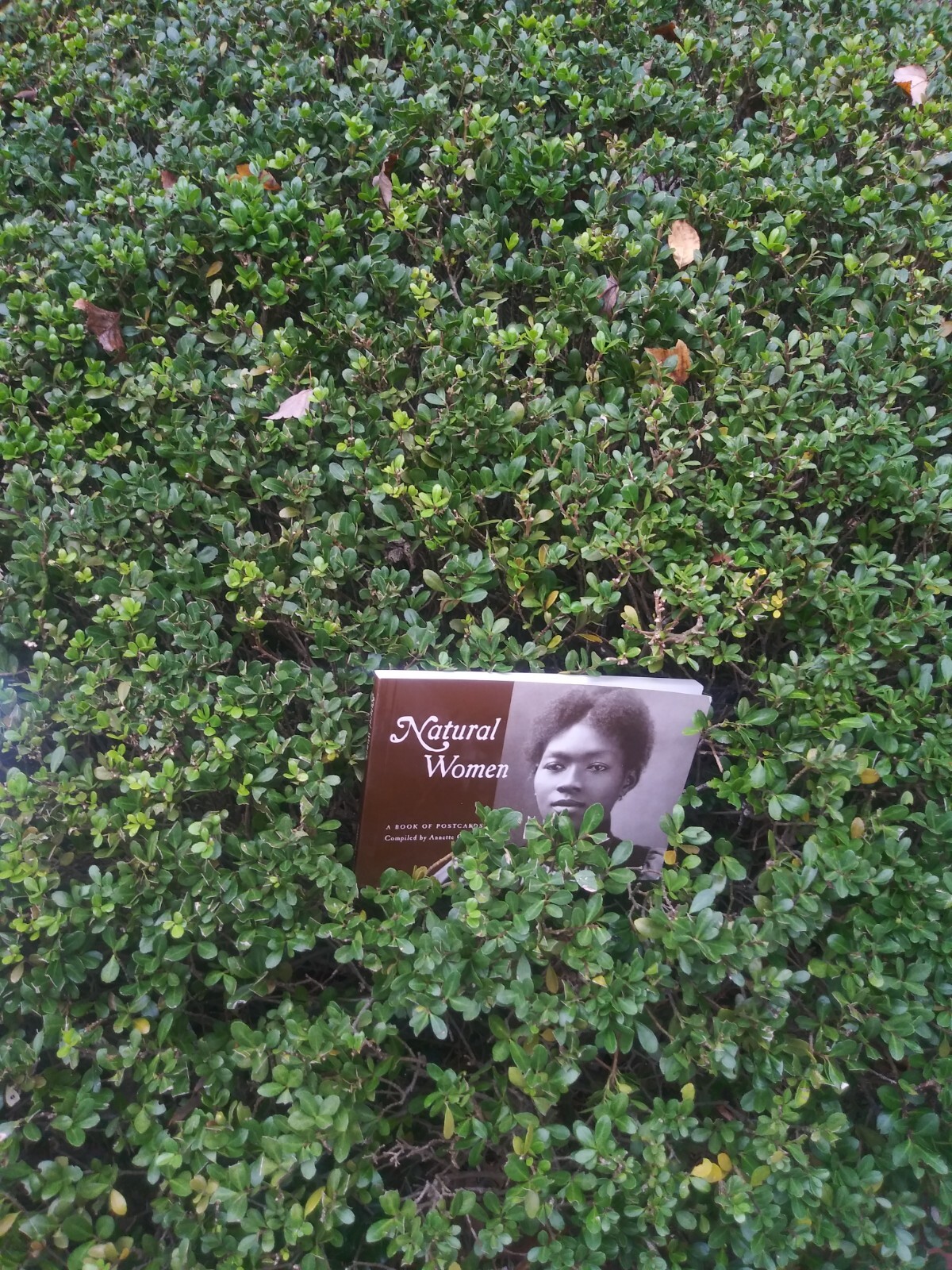 Natural Women: A Book of Postcards (compiled by Annette Gilliam) NEW x 30
