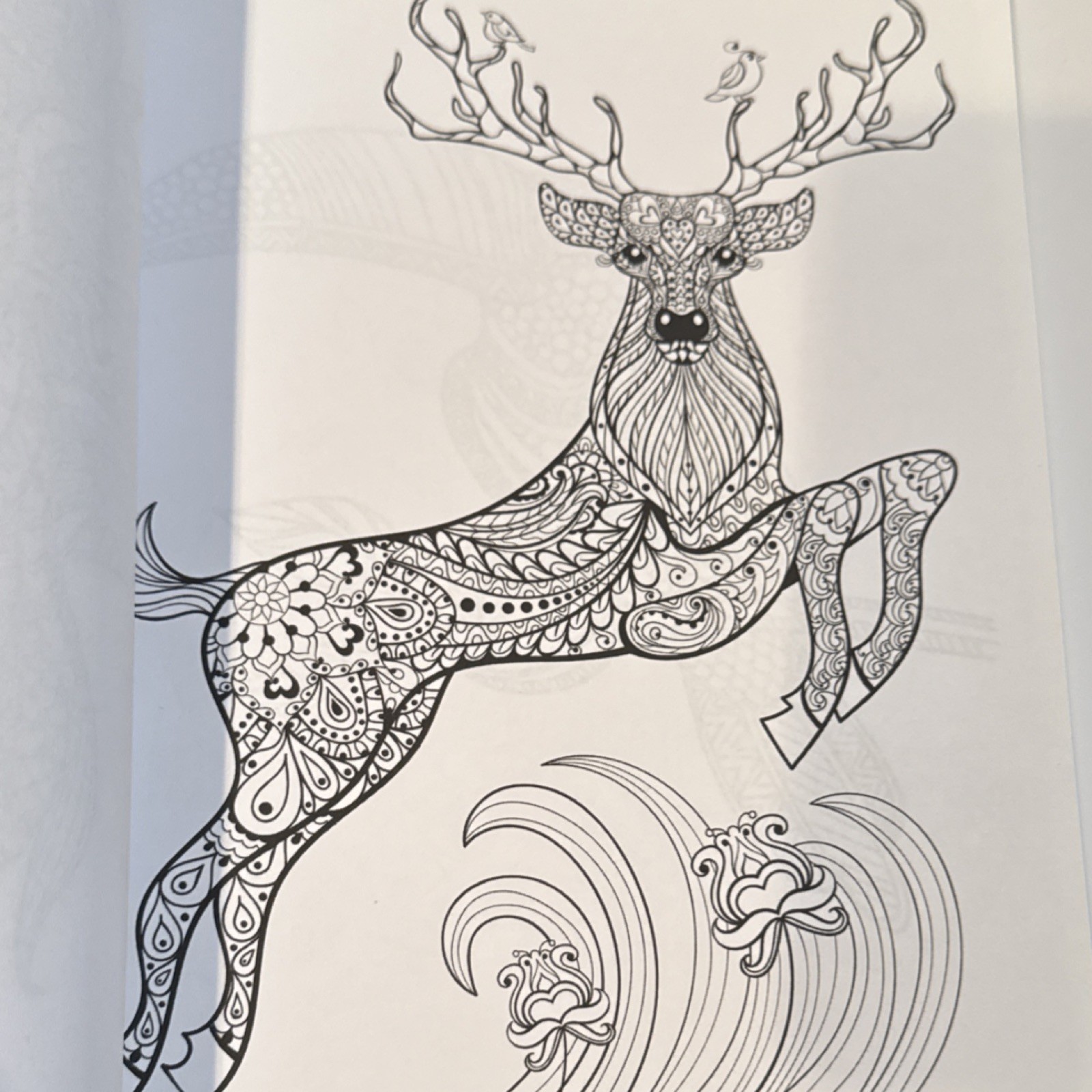 Animal Kingdom Adult Coloring Book by Two Hoots Coloring Paperback