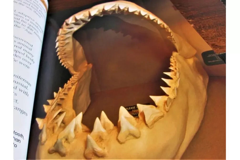 Sharks and Rays : From Fear to Fascination by Loran Wlodarski Paperback 70 Pages