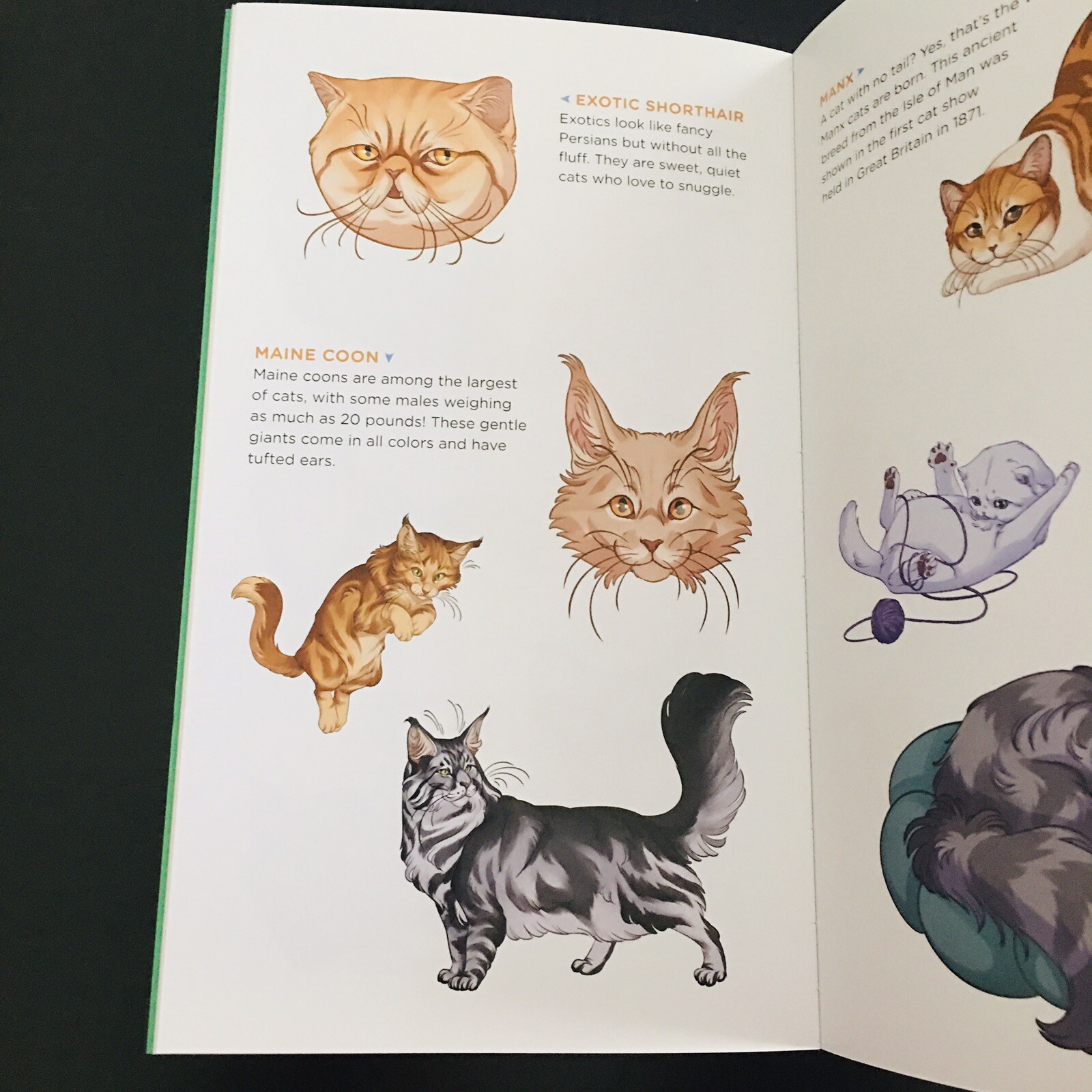 50 Temporary Tattoos Cats and Kittens Cute, Cuddly Animals Tattoo Gift Fun New