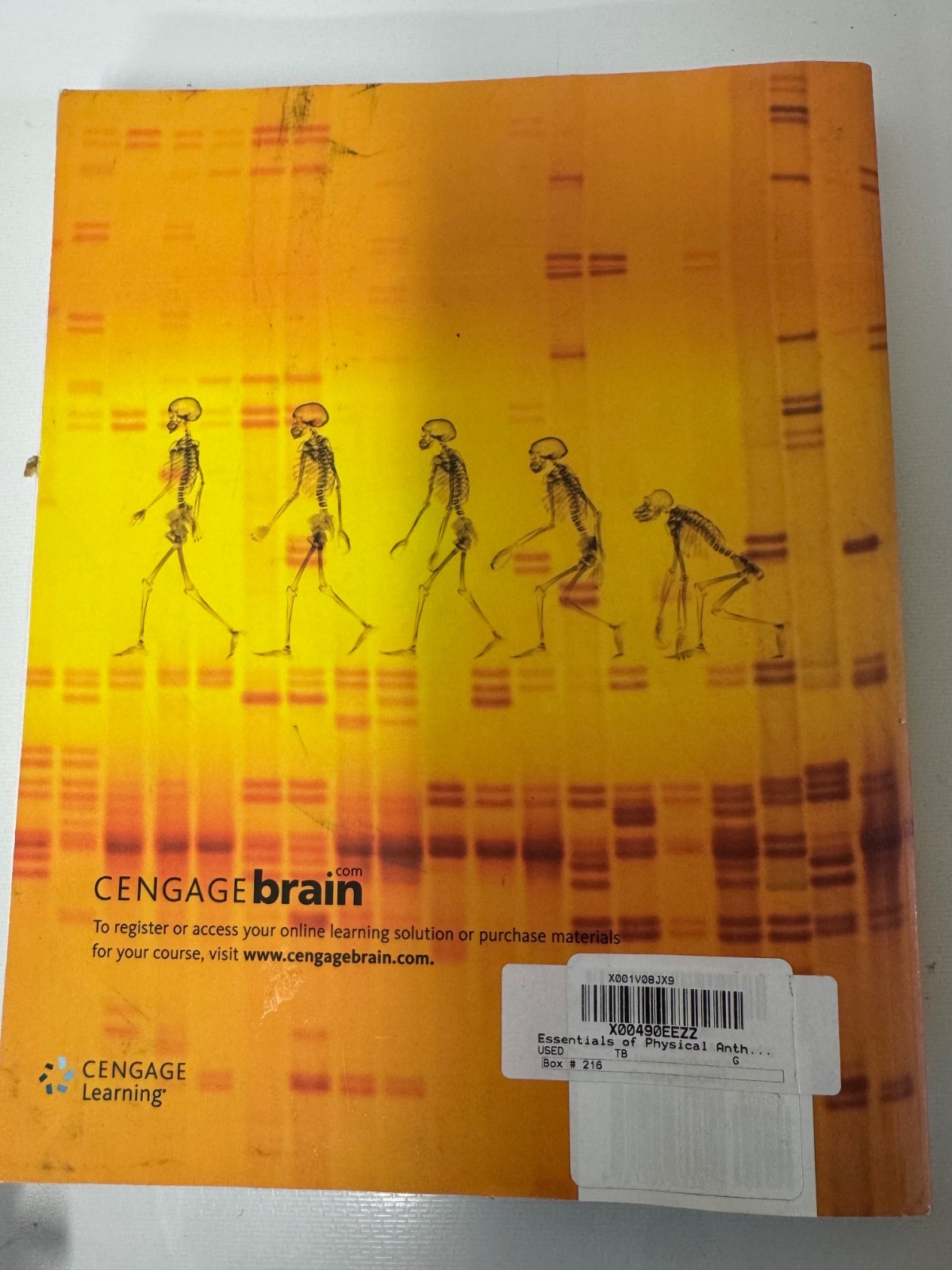 Essential of physical anthropology / like new/ free shipping