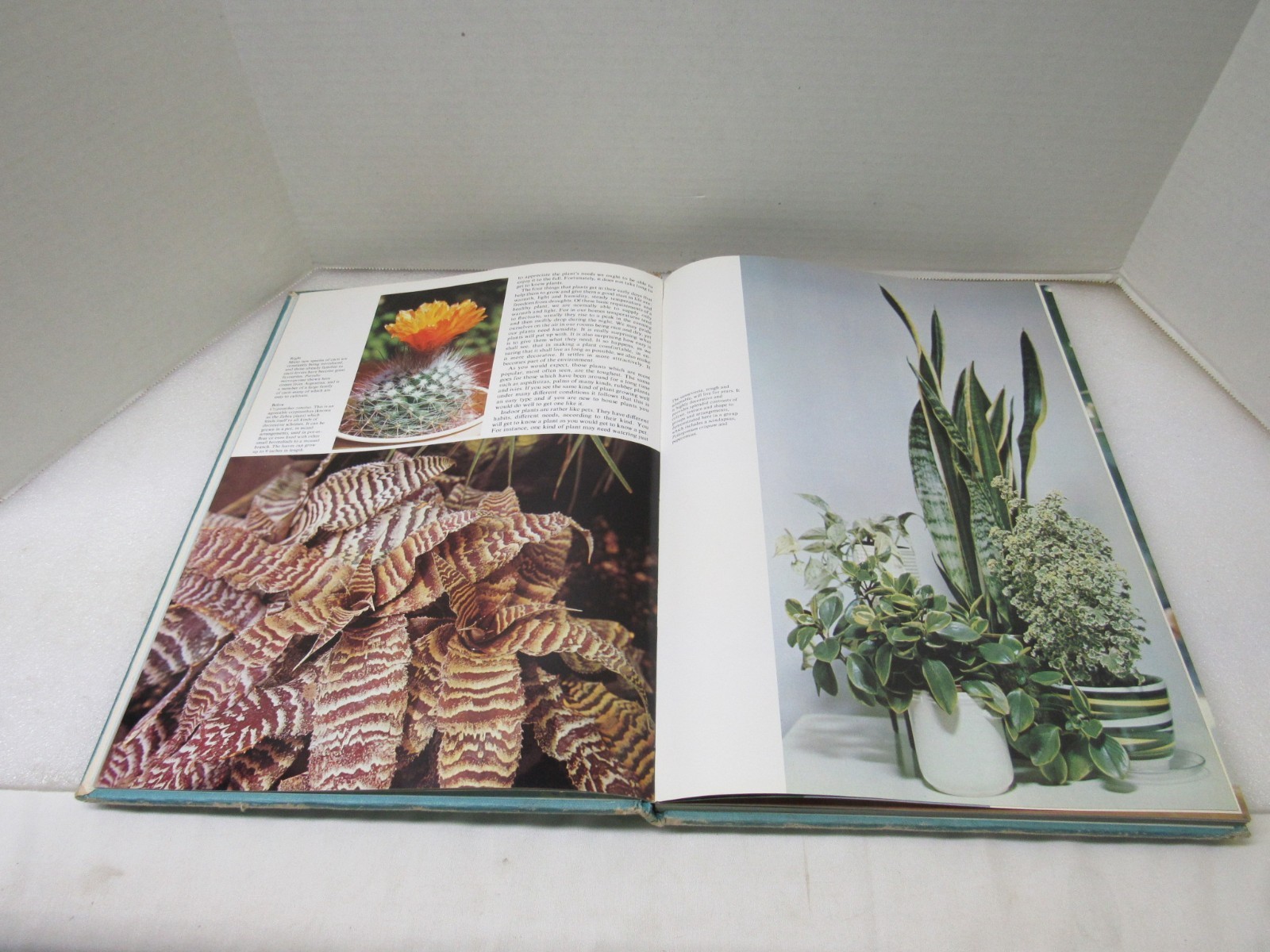 Plants & Flowers In The Home Violet Stevenson Longmeadow Press 1975 Hardcover